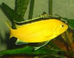 Labidochromis caeruleus “Yellow”
