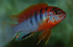 Labidochromis spec. “Kimpuma red”